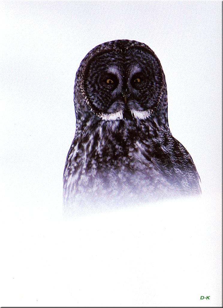 dk 062 Great Gray Owl.jpg