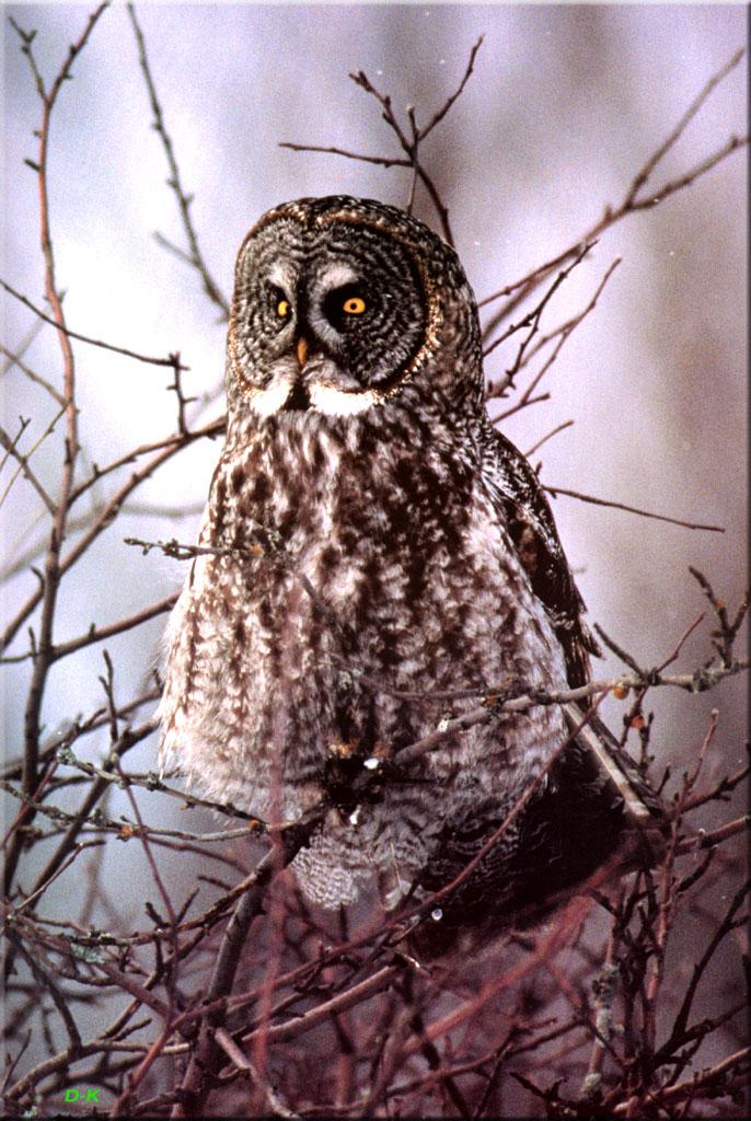 dk 073 Great Gray Owl.jpg