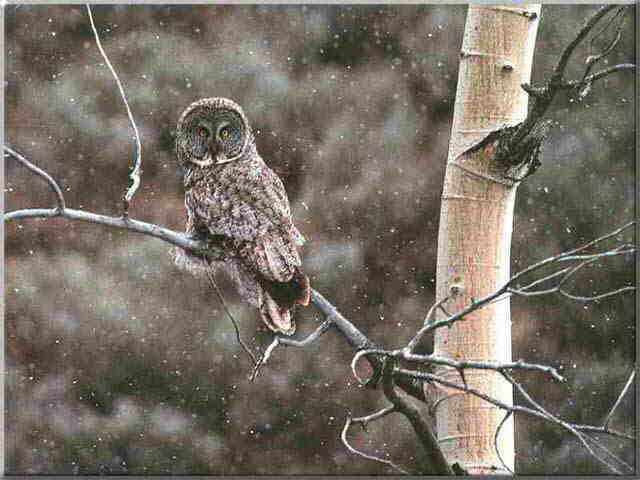 Great Gray Owl 2-perching on branch in snow fall.jpg