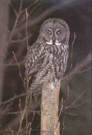 Great Gray Owl 4-perching on log cut tip.jpg