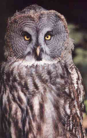 Great Gray Owl 5-face closeup.jpg