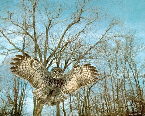 Great Gray Owl-in full flight.jpg