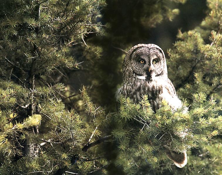 Great Gray Owl 09-Perching on pine tree.jpg