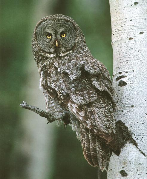 Great Gray Owl 12-Perching on branch.JPG