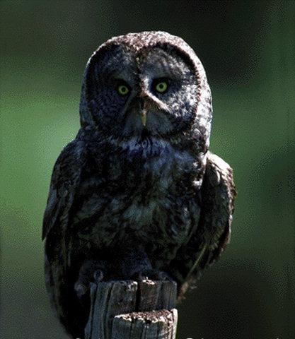 Great Gray Owl 1-Perching on log tip.jpg