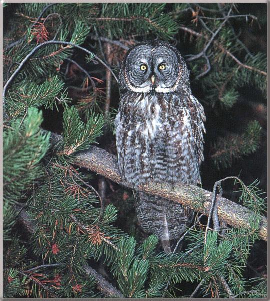 Great Gray Owl On Pine Tree.jpg
