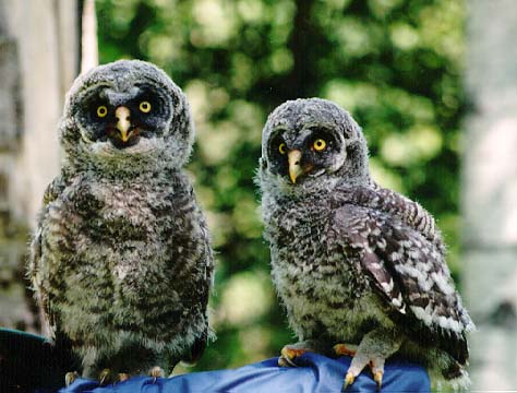 Great Gray Owlets-on cloth.jpg