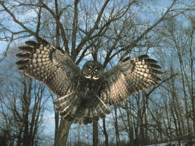 Great Gray Owl 0.jpg