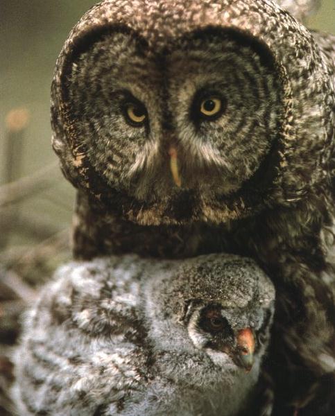 Great Gray Owl 1.jpg