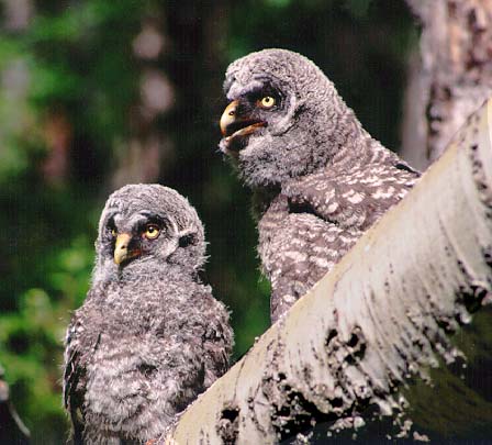 Great Gray Owlets 2-On trunk.jpg