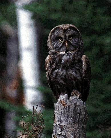 Great Gray Owl-Perching on broken trunk.jpg