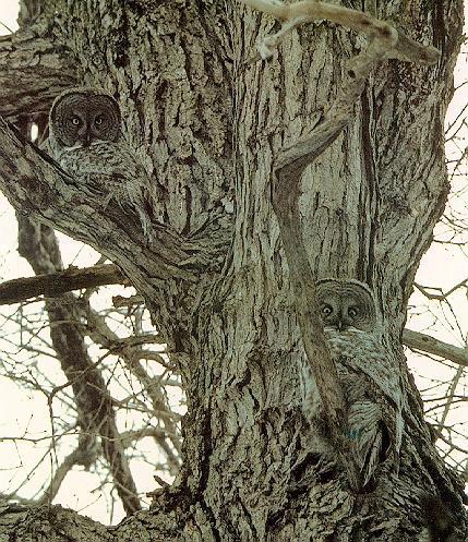 Great Gray Owls 2-perching on tree.jpg