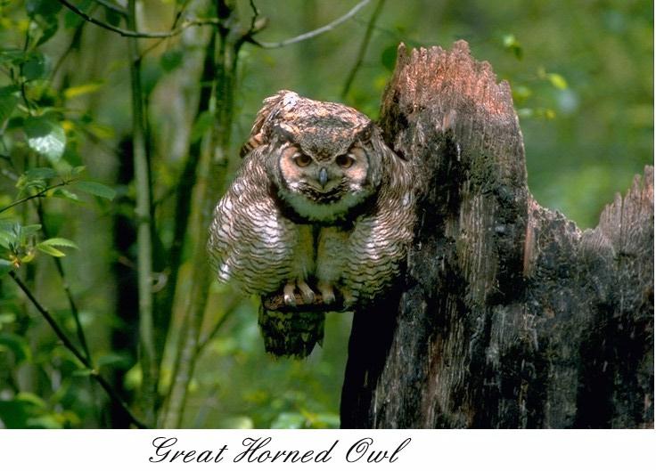 36 Great Horned Owl.jpg