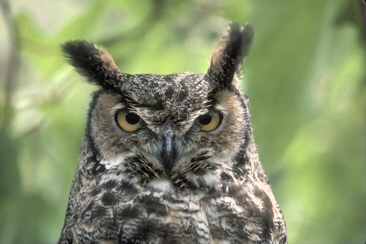 042047-Great Horned Owl-closeup.jpg