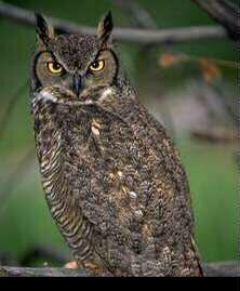 B2 222-Great Horned Owl.jpg