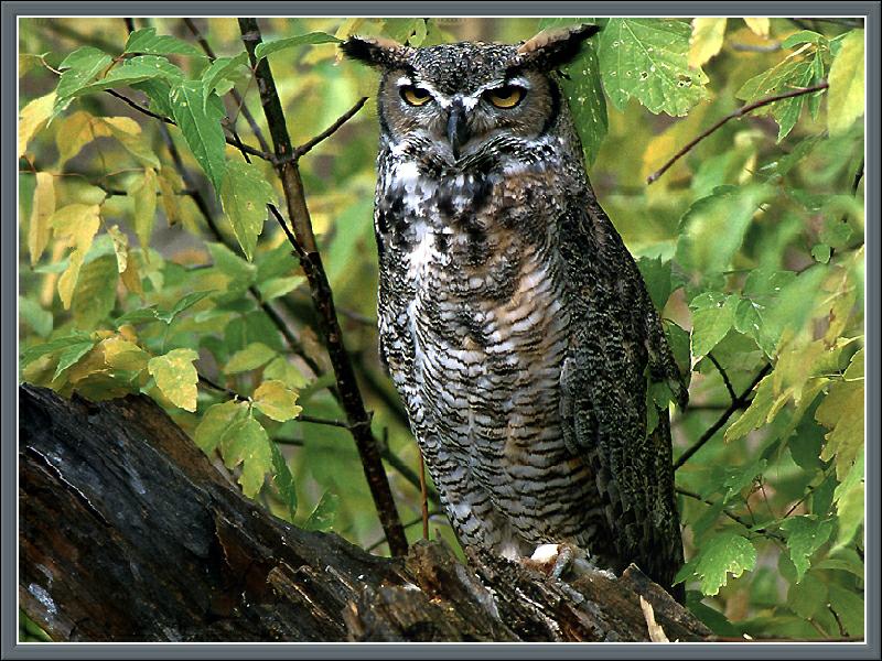 Ds-Cal Oiseaux 04 - Grand-duc d\'Amerique-Great Horned Owl.jpg