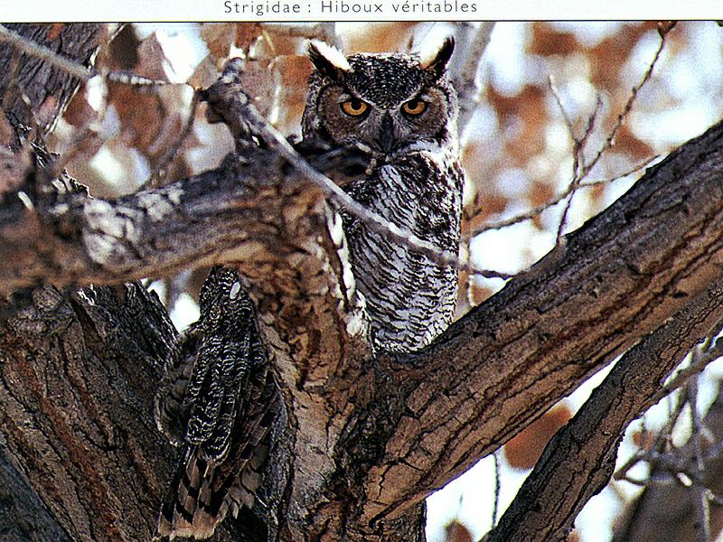 Ds-Oiseau 027-Great Horned Owl-perching on tree.jpg