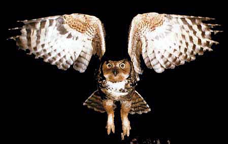 Great Horned Owl 2-In Flight-Front View.jpg