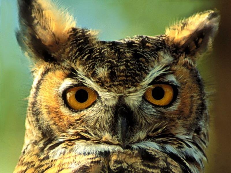 Great Horned Owl-face closeup.jpg