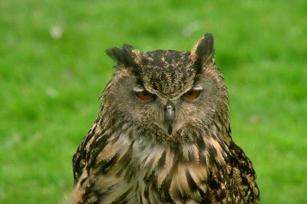 Great Horned Owl-head closeup.jpg