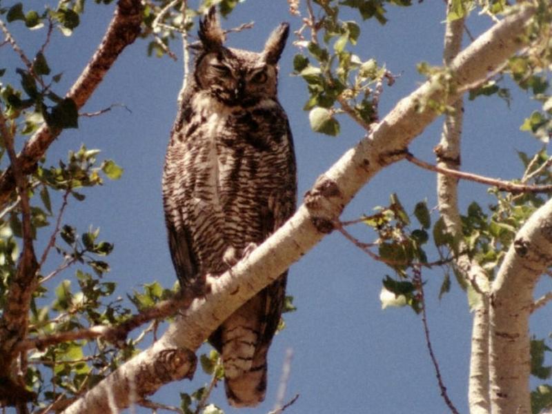 GREATH 1-Great Horned Owl-perching on tree.jpg