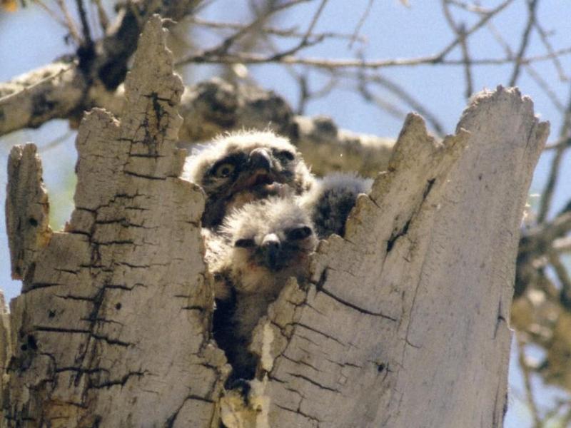 GREATH 2-Great Horned Owls-babies in log hole nest.jpg