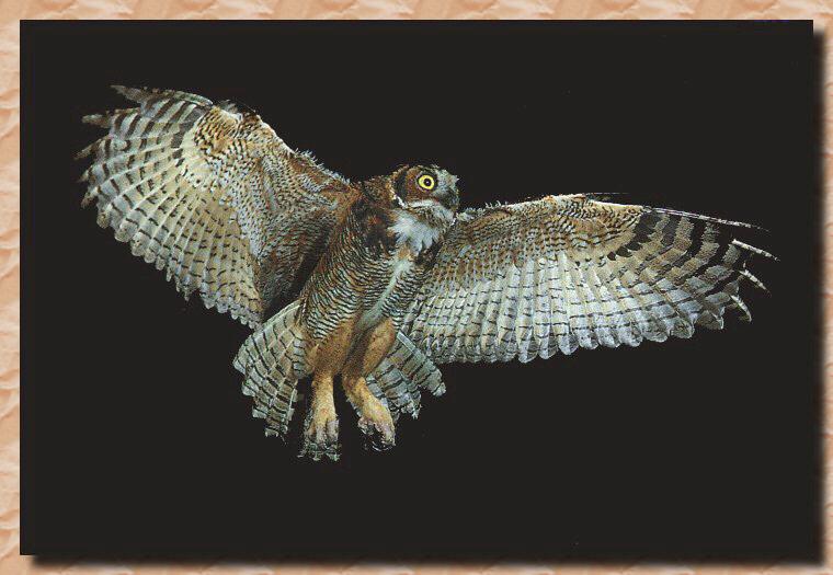 Great Horned Owl 02-Full Flight-In The Dark.jpg