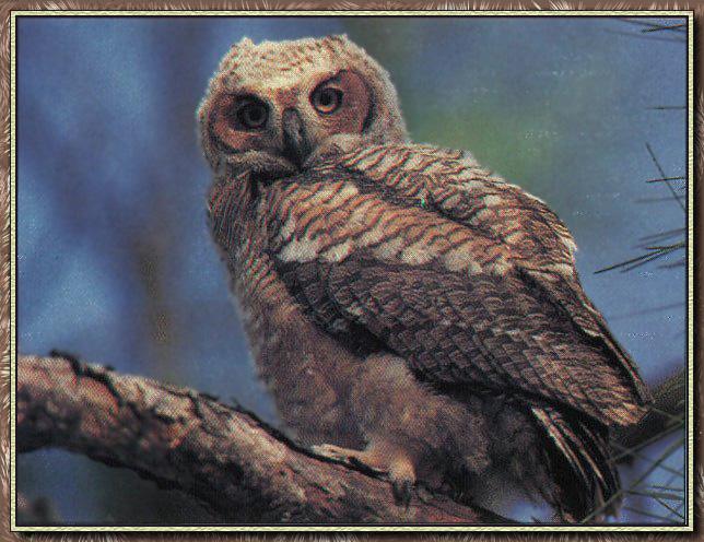 Great Horned Owl 03-On Pine Tree.jpg