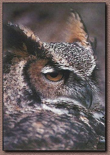 Great Horned Owl 04-Face Closeup-Sleepy Eyes.jpg