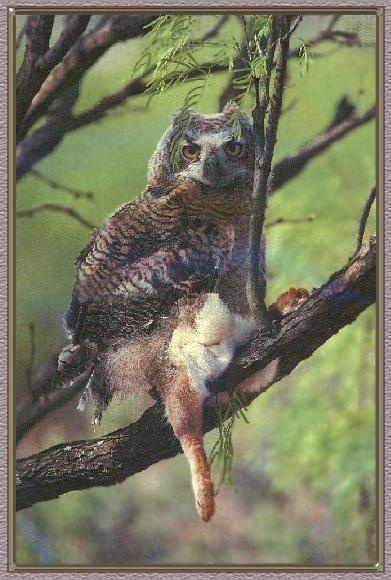 Great Horned Owl 05-Hunted A Rabbit.jpg