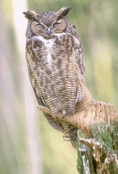 Great Horned Owl perching on broken tree.jpg