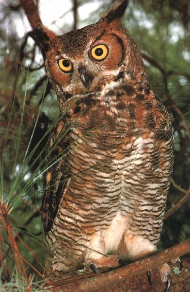 Great Horned Owl 00.jpg