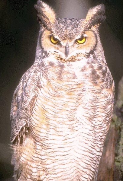 Great Horned Owl 01.jpg