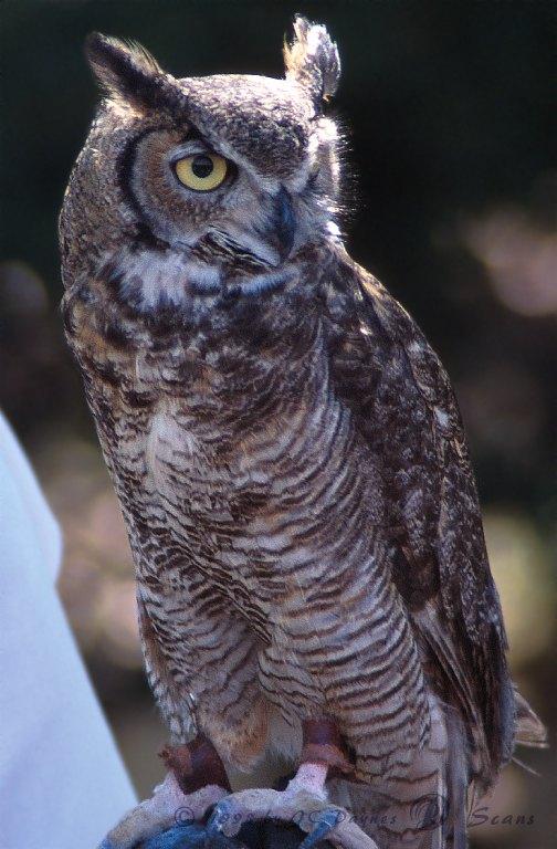 Great Horned Owl 1-looks back-closeup.jpg