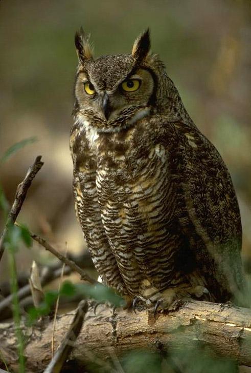 great-horned-owl-1.jpg