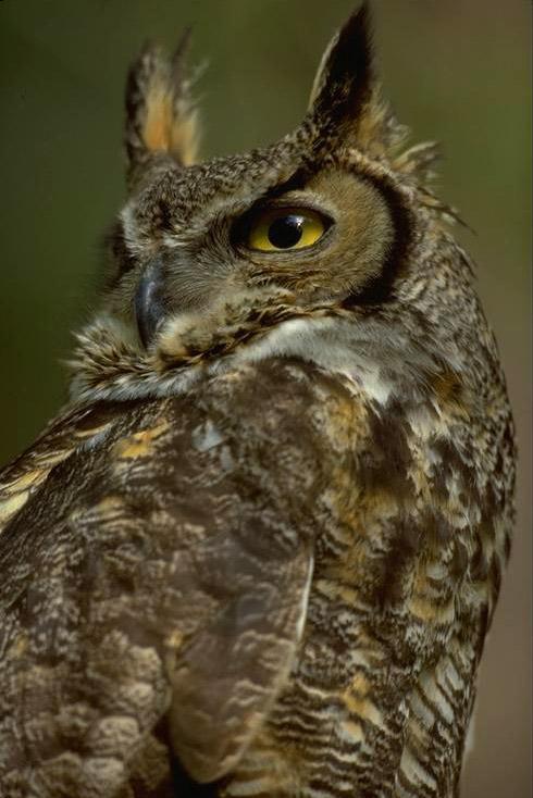great-horned-owl-2.jpg
