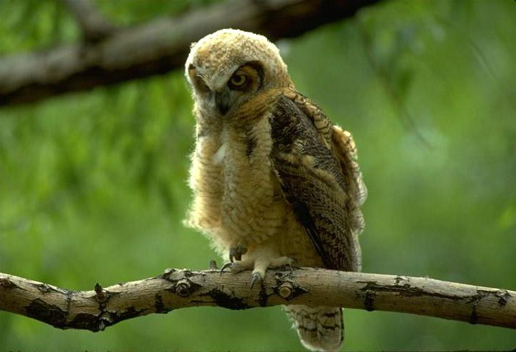 great-horned-owl-3.jpg