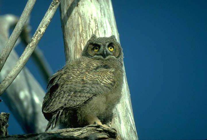 great-horned-owl-4.jpg