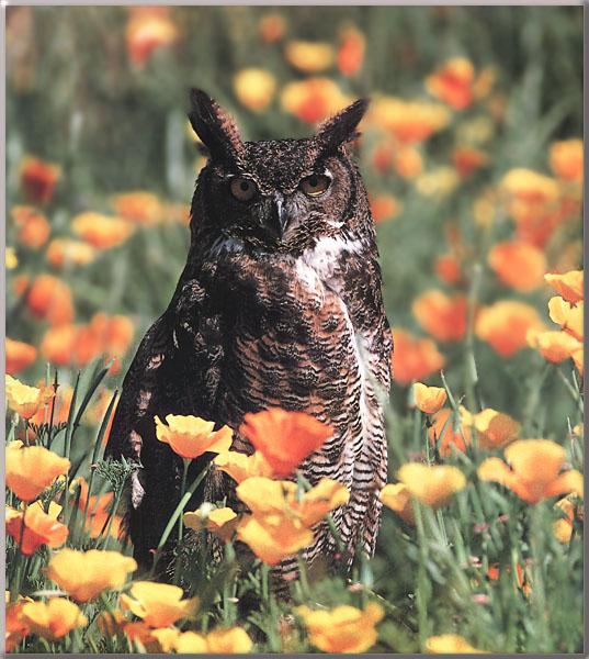 Great Horned Owl-In Flower Garden.jpg