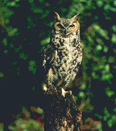 Great Horned Owl-Perching on log.jpg