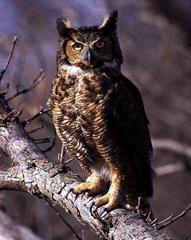 Great Horned Owl-Perching on tree.jpg