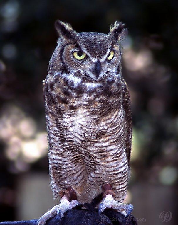 Owl1L-Great Horned Owl-portrait.jpg