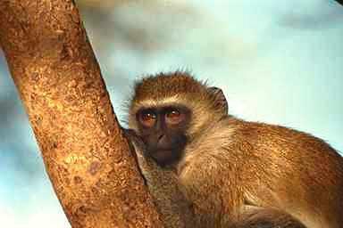 Apa0-monkey closeup.jpg