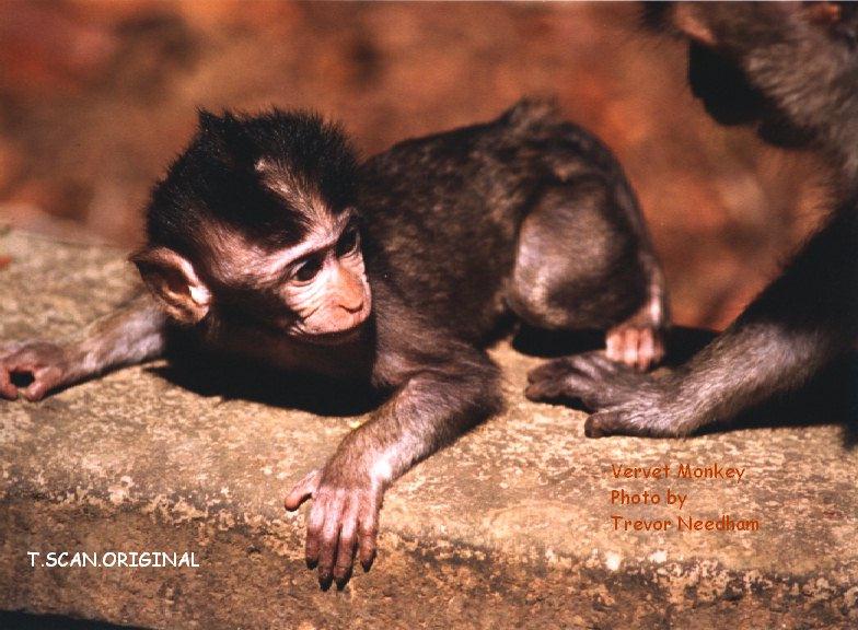 Baby Vervet Monkey.jpg