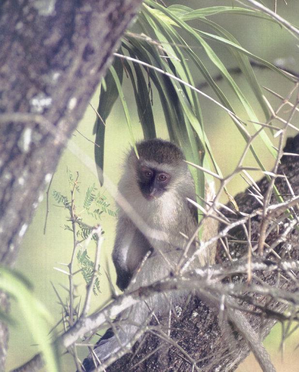 lj Vervet Monkey-Kenya.jpg