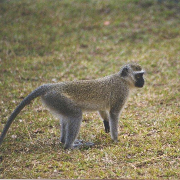 Vervet monkey1-on grass.jpg