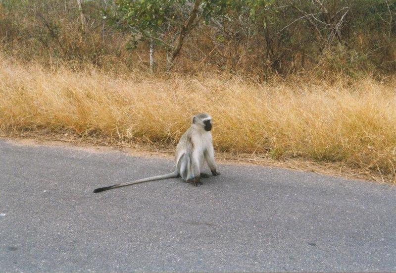 Vervet monkey2-on road.jpg