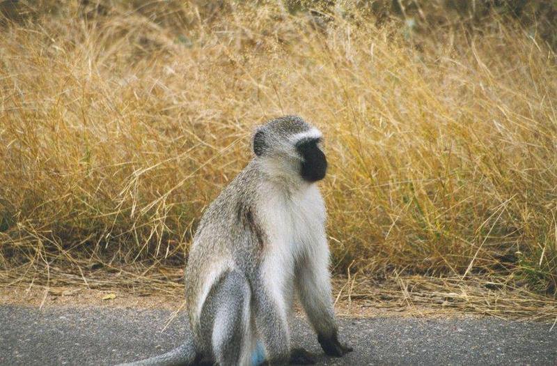 Vervet monkey3-on road.jpg