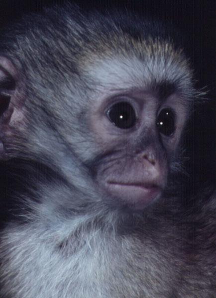 Vervet Monkey Baby-blou apie02.jpg