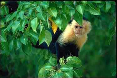 Apa4-White-throated Capuchin-on tree.jpg